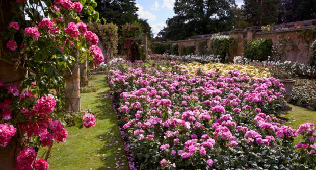 Hever Castle in Kent - Roses in Bloom celebration 